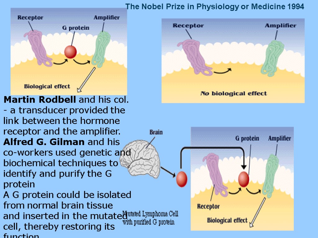 The Nobel Prize in Physiology or Medicine 1994 Martin Rodbell and his col. -